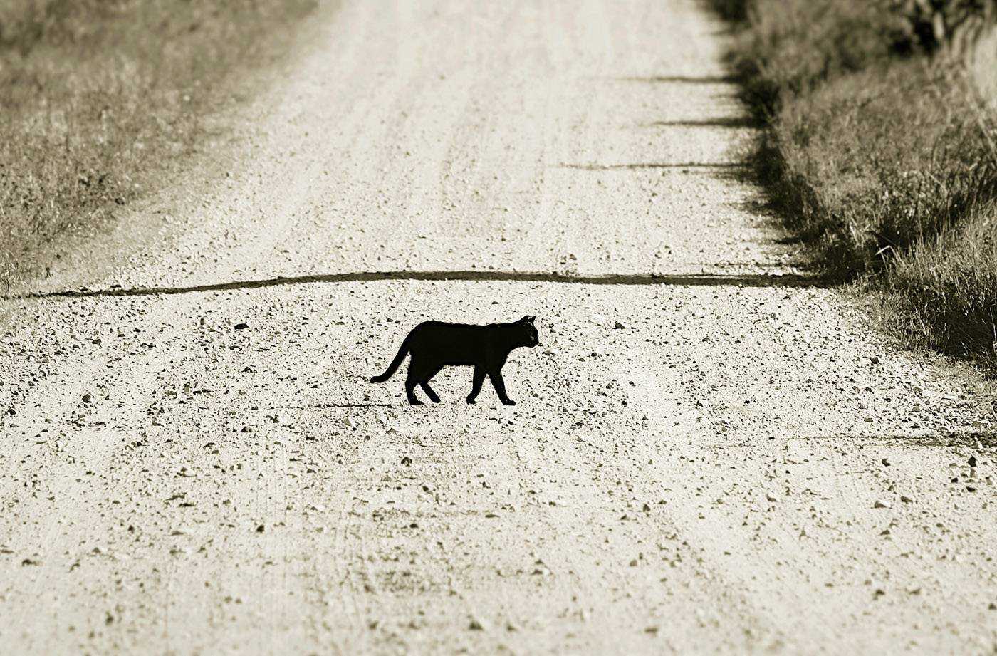 Что означает цвет кошки, перебежавшей дорогу: приметы на удачу и беду