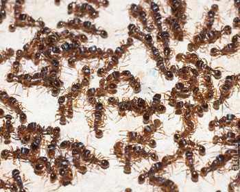 Сонники про муравьев: к чему снятся муравьи в большом количестве