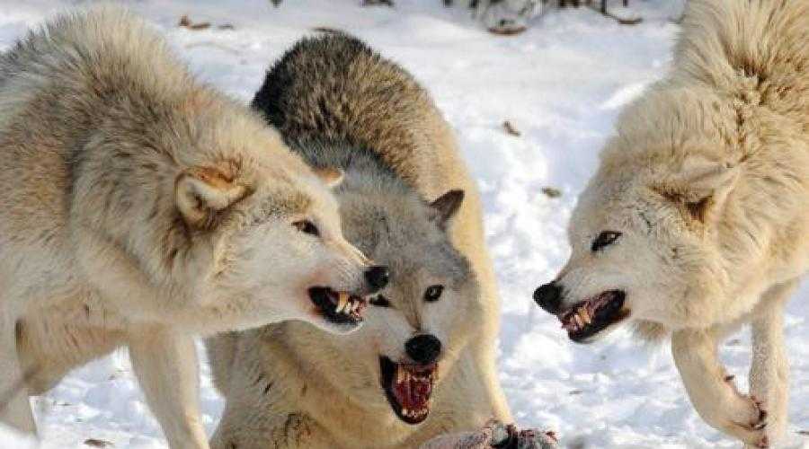 К чему снится белый волк — 40 значений сна