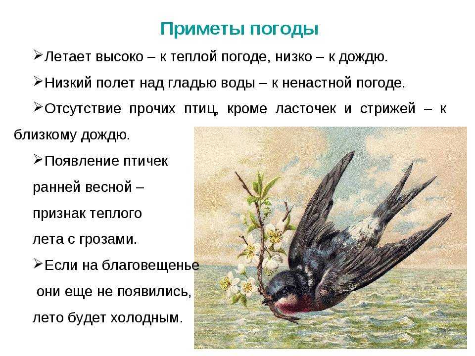 Какие народные суеверия связаны с такими птичками, как ласточки, о чем говорят приметы если ласточка летает низко или высоко над землей