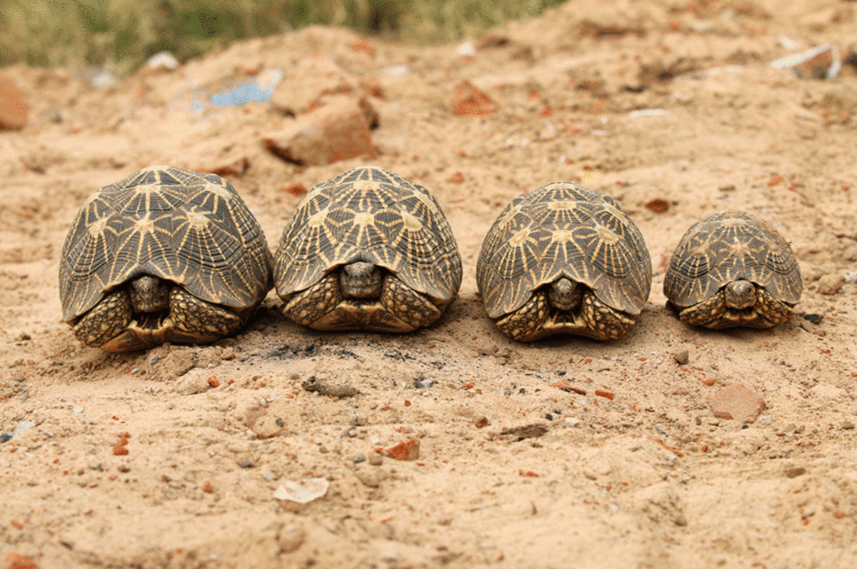 К чему снятся черепахи: большие или маленькие, много или мало, водные или сухопутные