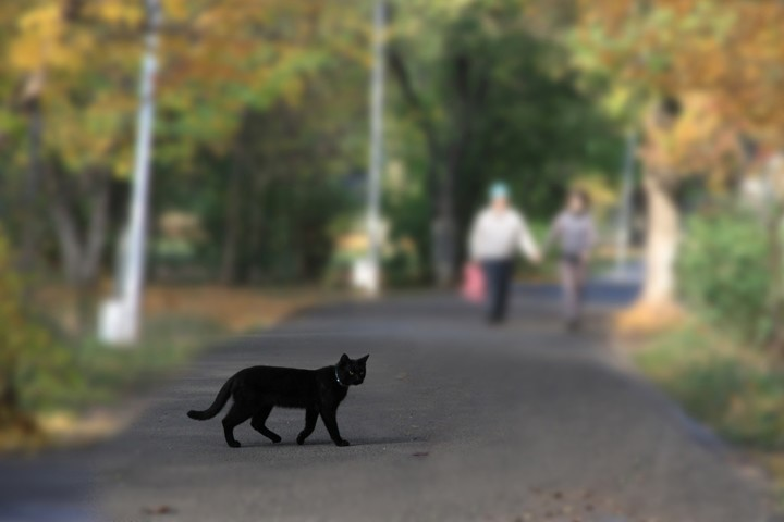 Черная кошка перебежала дорогу справа налево или слева направо - все приметы