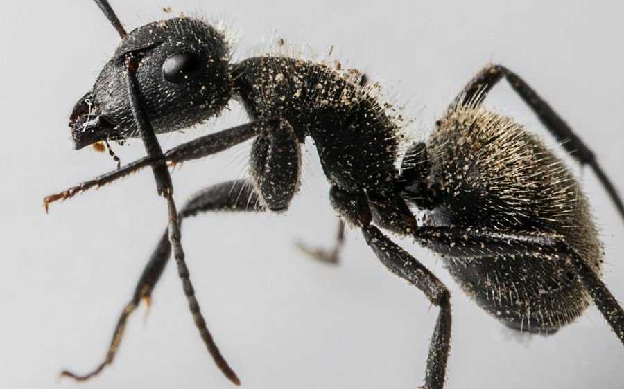 К чему снятся  муравьи во сне — по 90 сонникам! если видишь во сне муравьи что значит?
