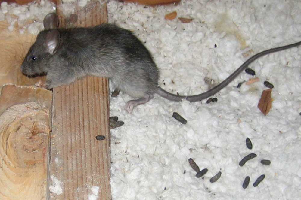 К чему в доме появляются мыши – значение приметы