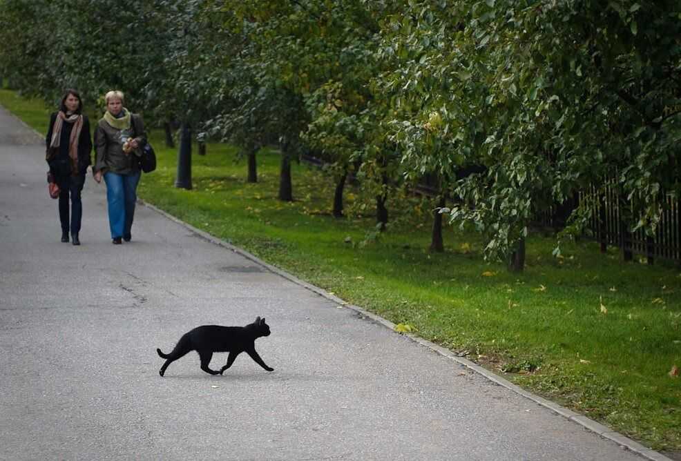 Что произойдет, если черная кошка перейдет вам дорогу Откуда взялось поверье Различные толкования приметы и способы нейтрализации негатива