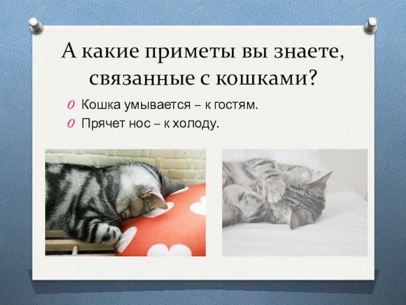 Почему кошки спят на вещах хозяина: причин у такой привычки, оказывается, немало