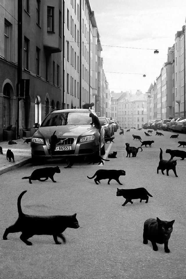 Черная кошка перебежала дорогу слева-направо и наоборот: что это значит и как избежать неудачи