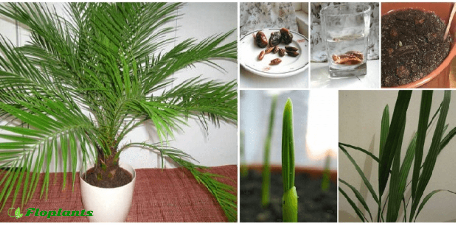 Пальма в доме: приметы и cуеверия – можно ли держать финиковое растение