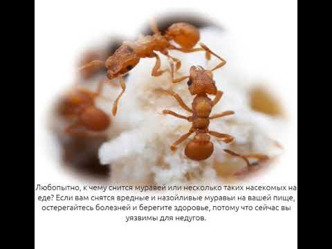 Что означают во сне муравьи 🐜 — толкования по 42 ❗ сонникам: к чему снится мужчине или женщине видеть муравейник или много насекомых в доме или на теле