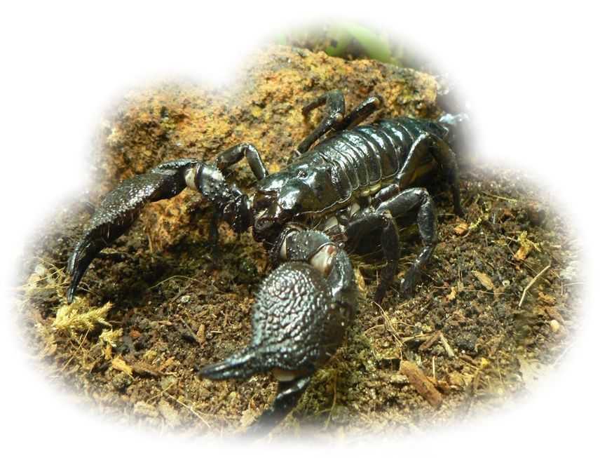 Сонник скорпион к чему снится во сне? видеть скорпиона что означает?