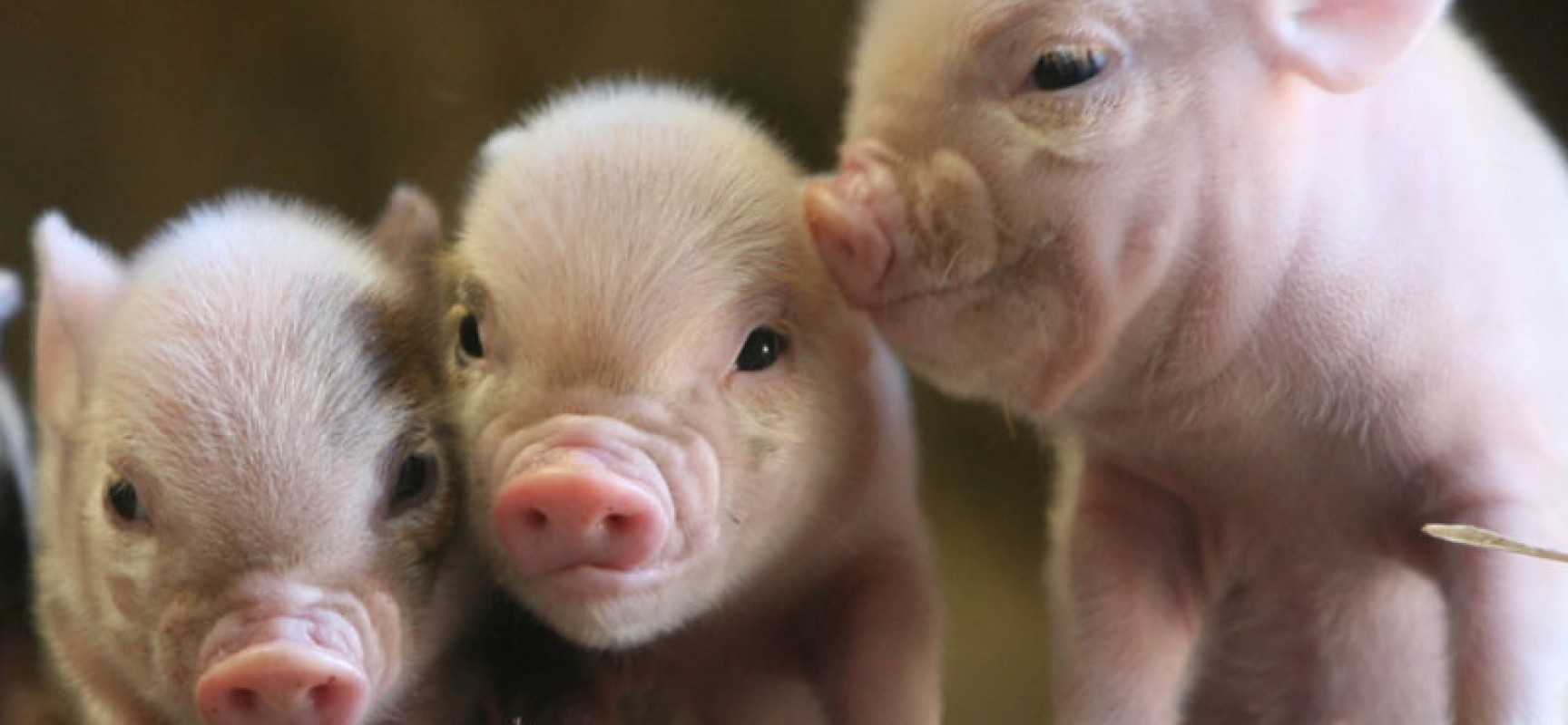 Что будет, если приснилась свинья: трактовка сновидения с поросенком, особенности толкования в разных сонниках