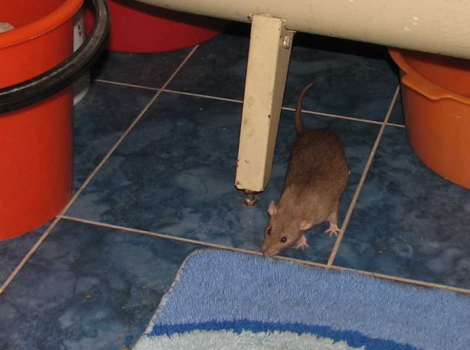 К чему появляются мыши в доме, в квартире – приметы и суеверия