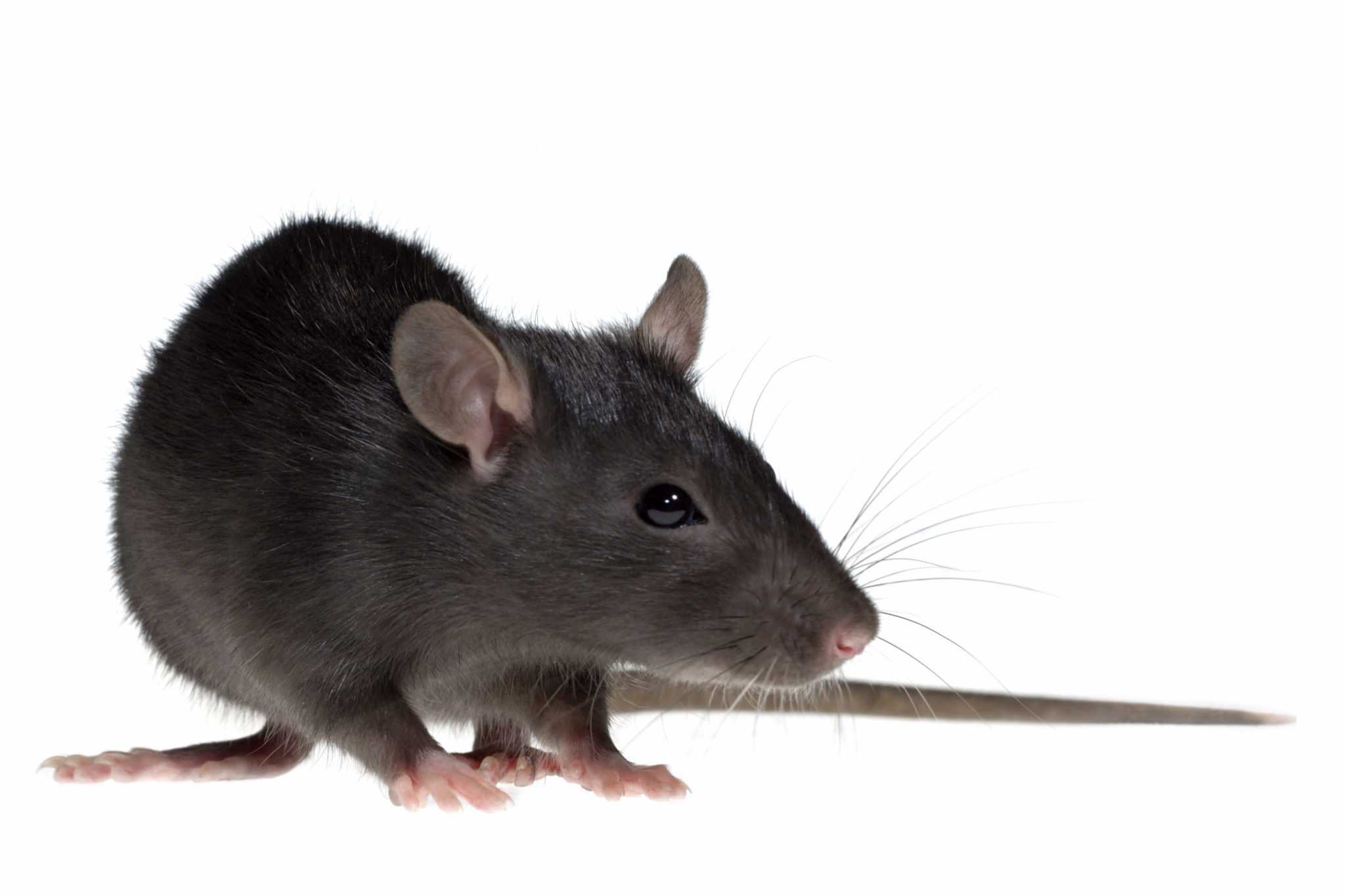 Что означает сон про черную крысу — 42 трактовки по разным сонникам