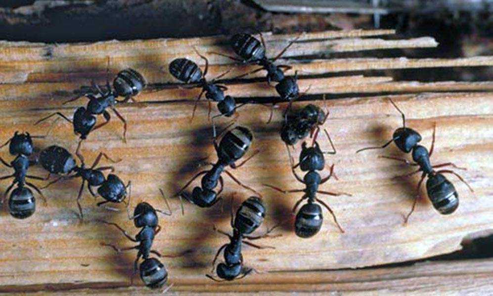 К чему снятся муравьи во сне женщине – значение сна, толкование по сонникам