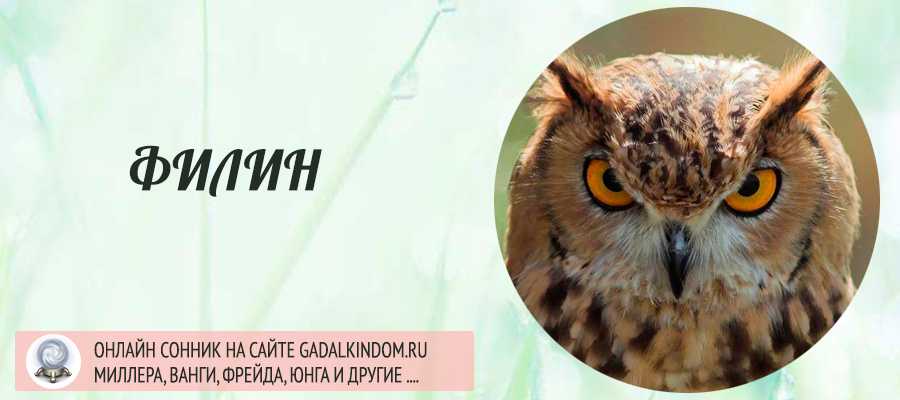 К чему снится сова: расшифровка снов, советы астрологов - tolksnov.ru