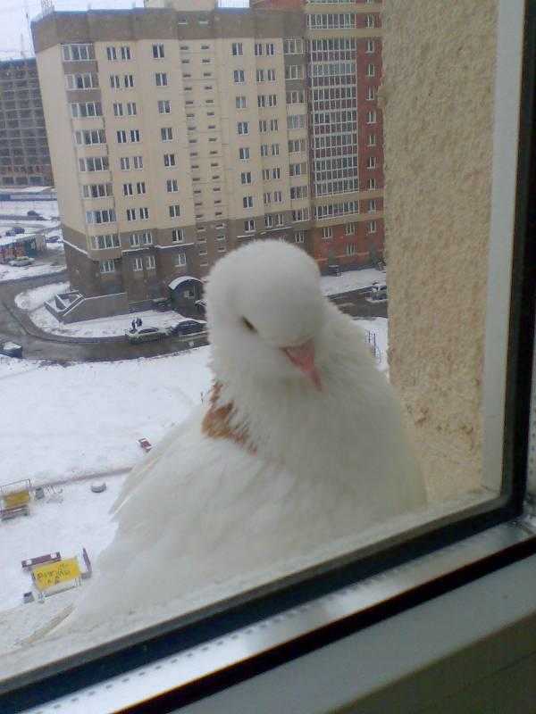 Примета: голубь сел на подоконник за окном, прилетел, к чему