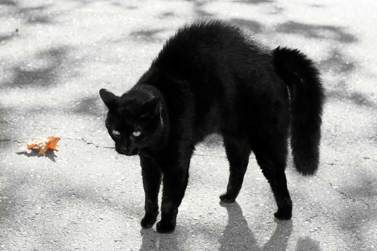 Что делать, если дорогу перебежала черная кошка или кот