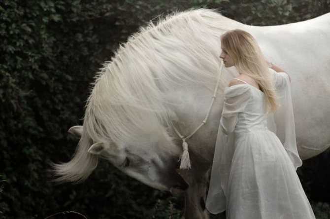 К чему снится конь, почему могут присниться лошади – как толкует такое сновидение сонник