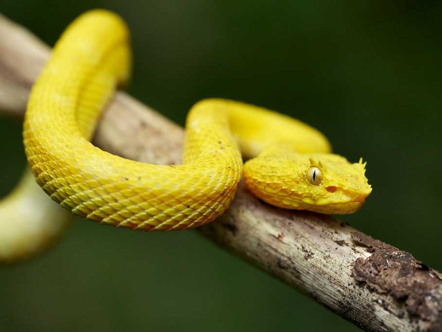 Как расшифровать сон о желтой змее — 40 значений
