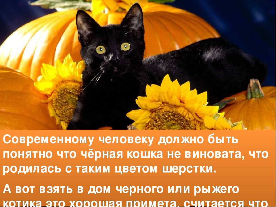 Домашнее суеверие. Приметы о черных кошках. Приметы и суеверия про кошек. Чёрные коты приносят счастье. Черный кот примета.