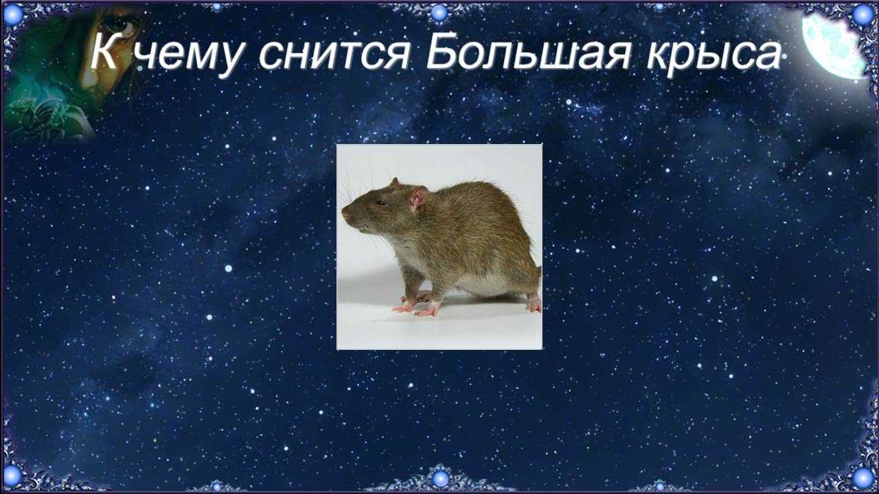 Сонник крыса | гороскопы 365