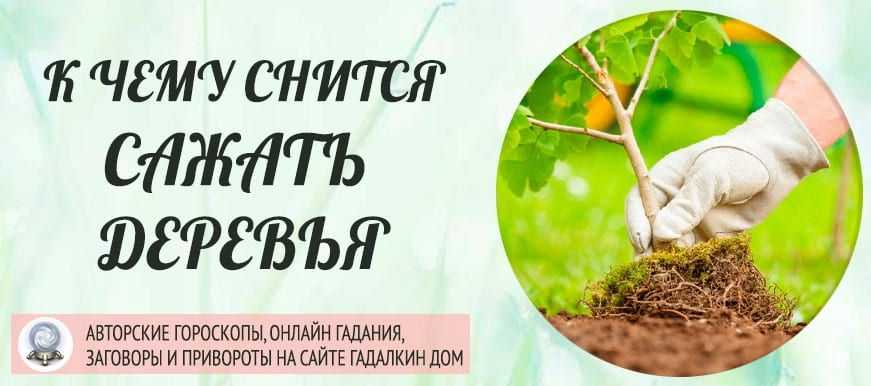 Сонник: цветущее дерево. к чему снится цветущее дерево? :: syl.ru