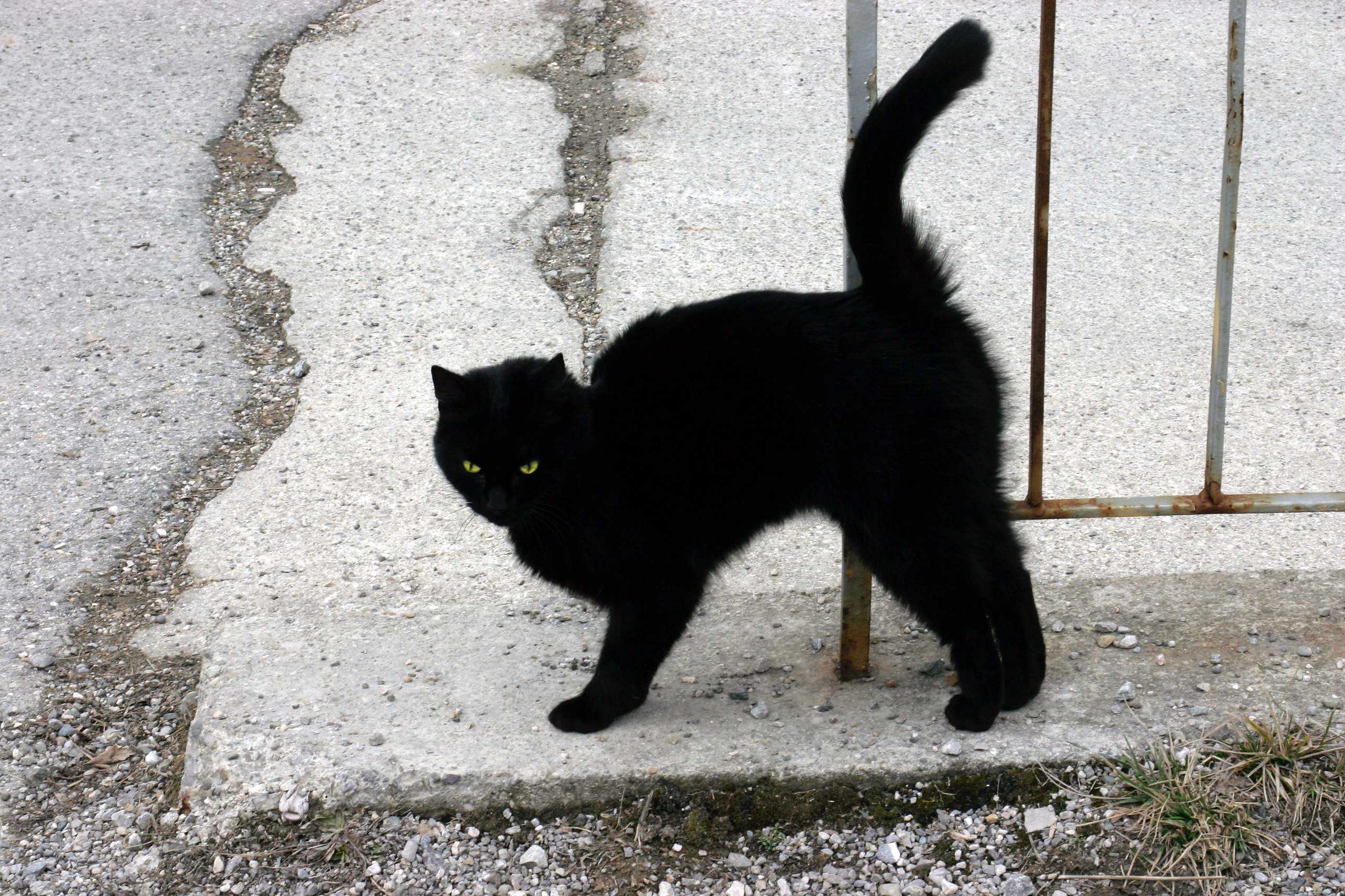Черная кошка перебежала дорогу: к чему примета