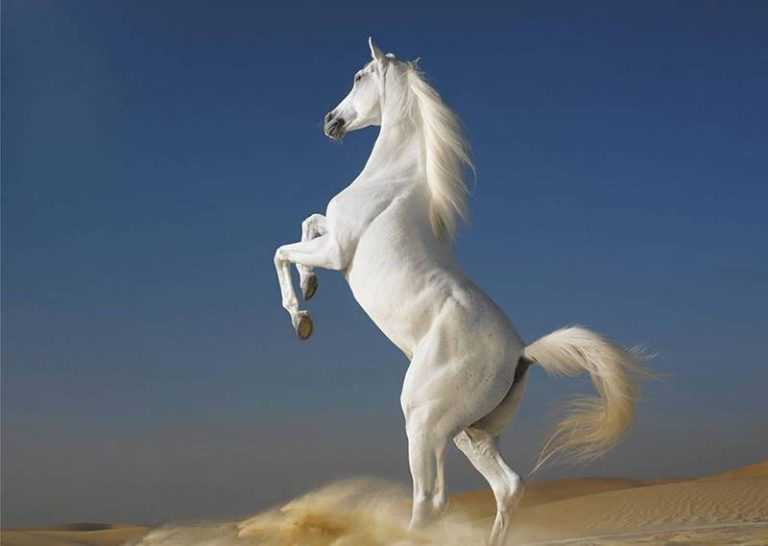 Сонник белая лошадь к чему снится белая лошадь во сне