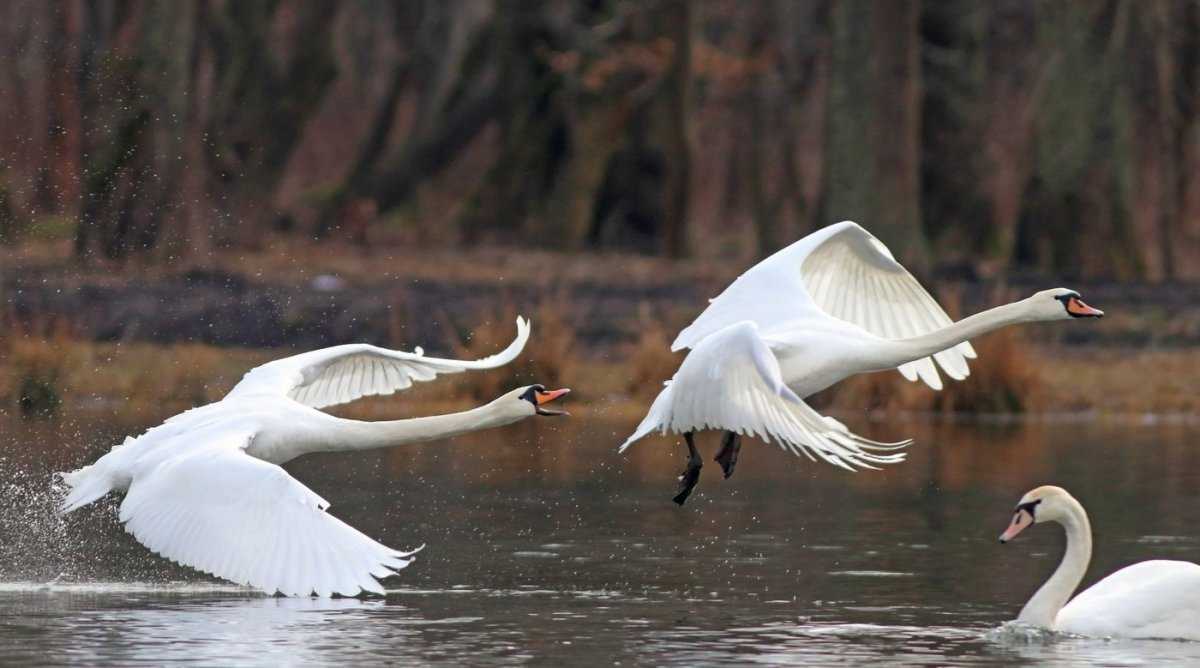 К чему снятся белые лебеди 💤 - топ 34 толкований ✨ по сонникам: что значит во сне видеть летящую в небе или плавающую на воде раненую птицу и кормить ее