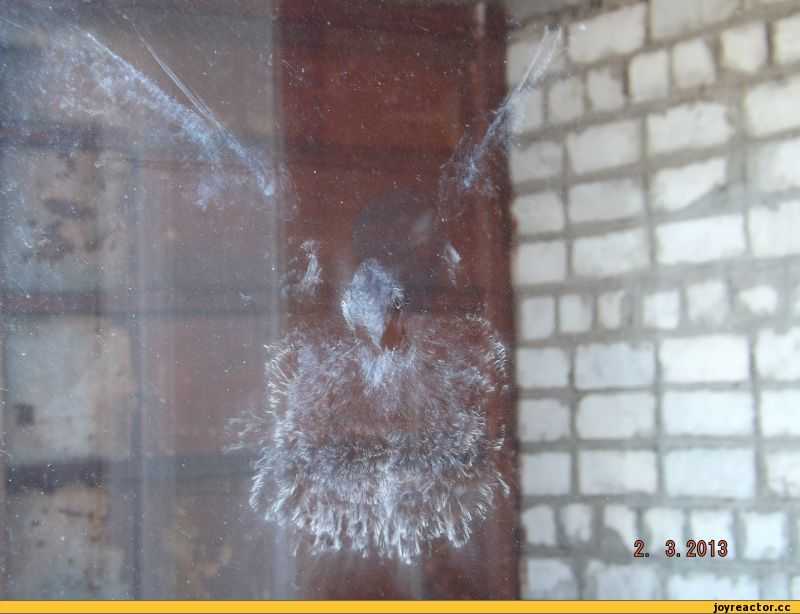 Примета - птица ударилась в окно дома или офиса