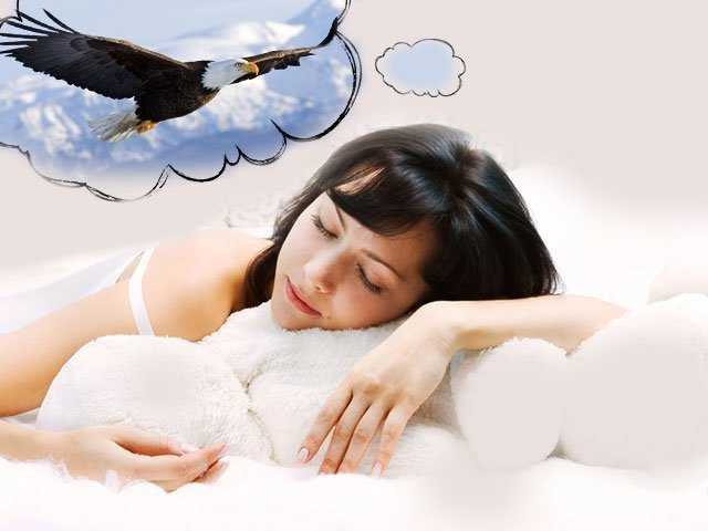 К чему снятся птицы во сне - толкование: сонник для мужчин и женщин