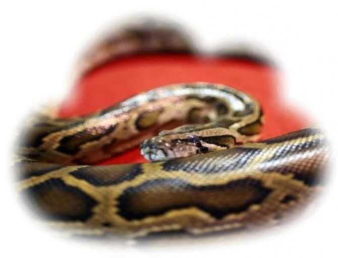 Что значит белая змея во сне: для женщины и мужчины, убийство змеи