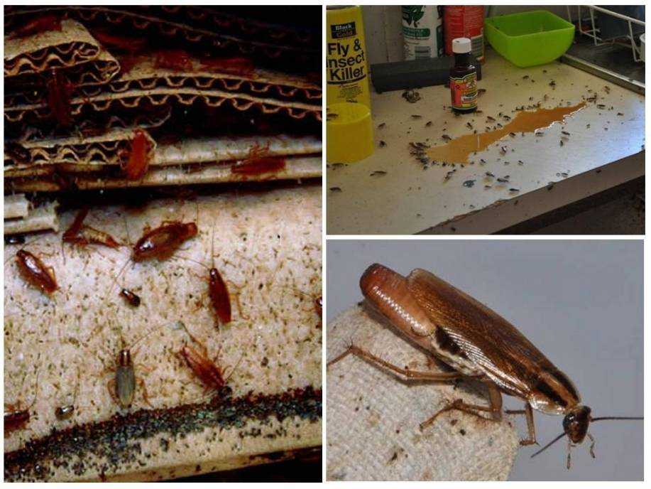 Приметы про тараканов в доме