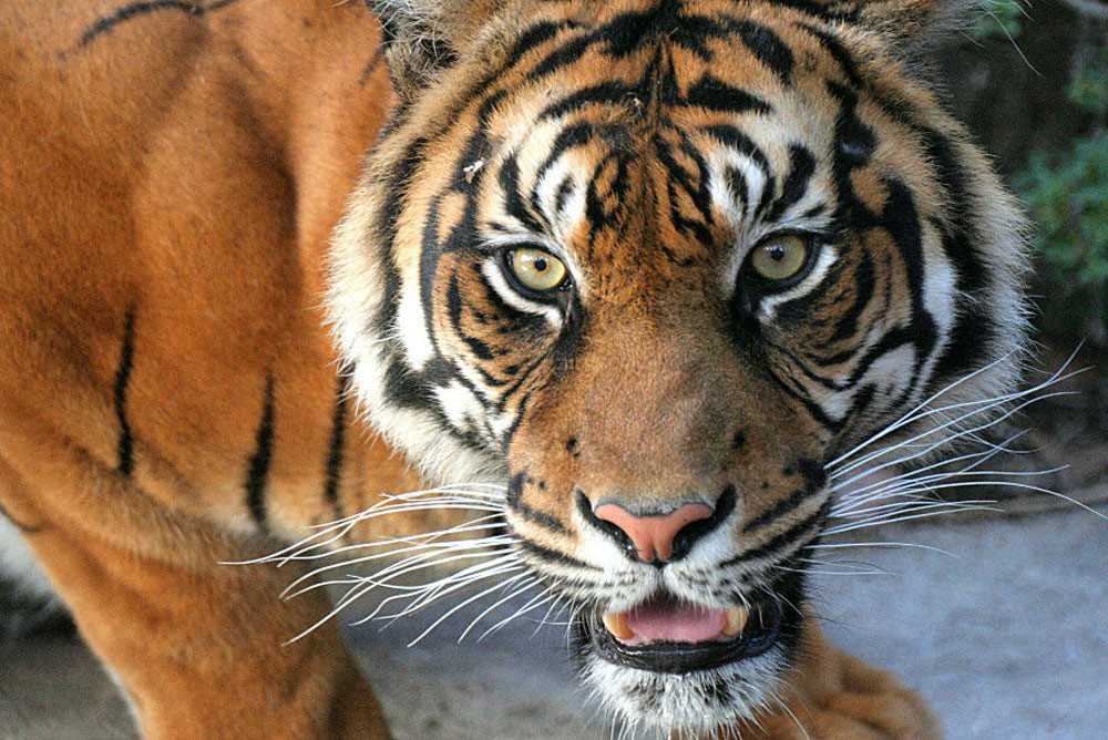 Убегать во сне от тигра: значение и толкование сна
