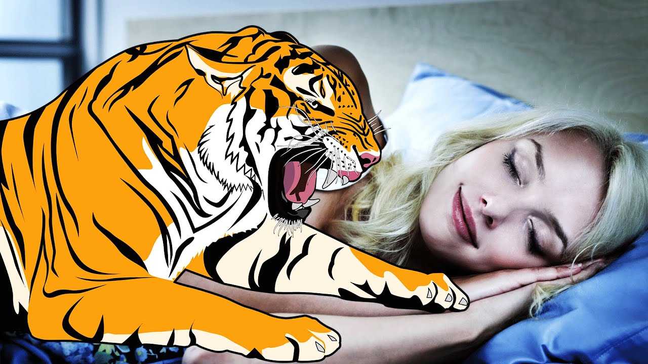 К чему снится тигр: толкование по сонникам, что предвещает женщине и мужчине