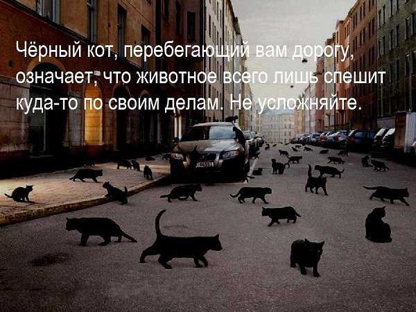 Приметы о черной кошке, перешедшей дорогу