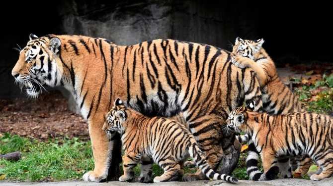 К чему снятся тигры: зверь в клетке и на свободе, значение сна для женщины