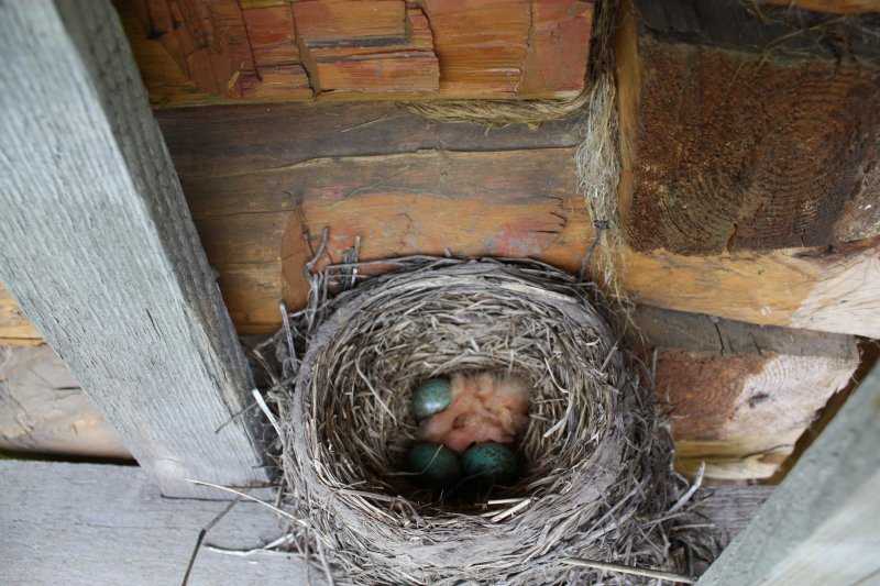 Гнезда птиц под крышей дома. Корелла свила гнездо. Гнездо под крышей. Птица свила гнездо. Ласточки свили гнездо.