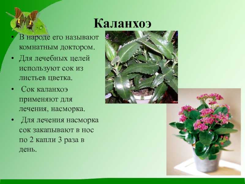 Каланхоэ — можно ли держать дома, приметы, связанные с растением