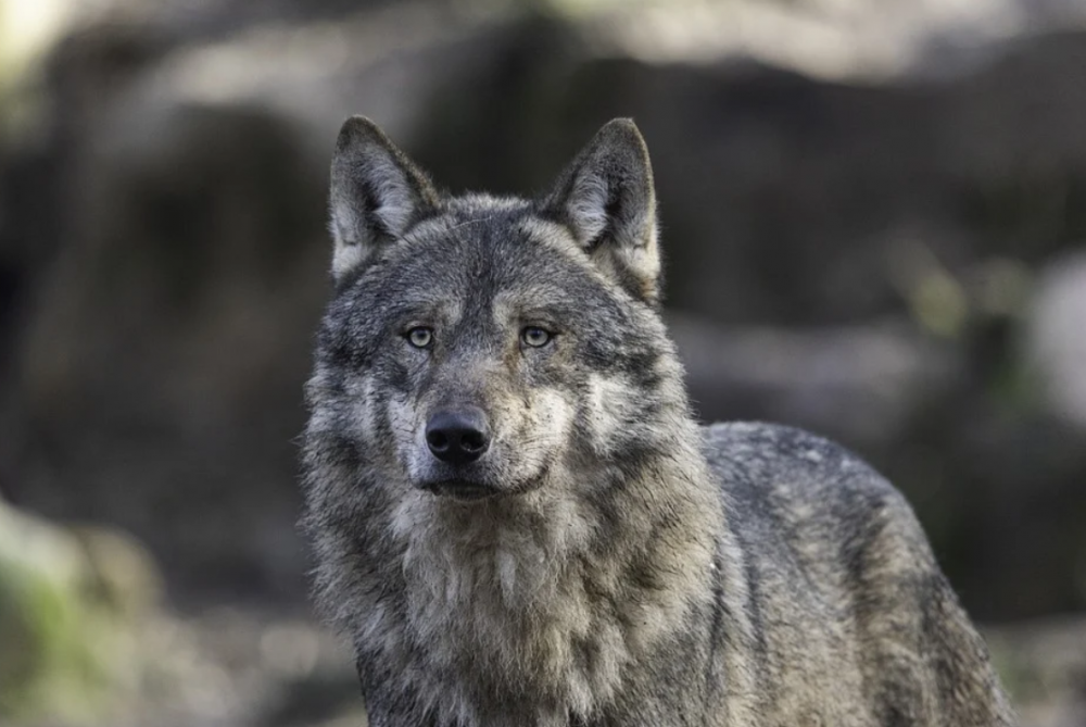 К чему снятся волки или собаки: что значит, если звери являются женщине или мужчине, нападают или кусают