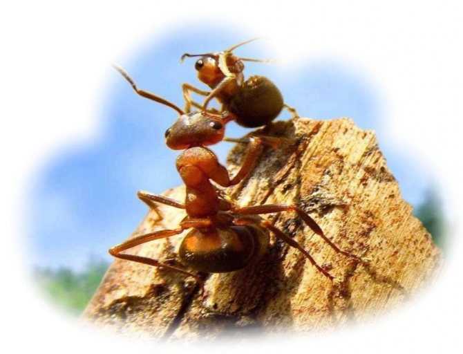 Сонник муравьи к чему снится во сне? видеть муравьев что означает?