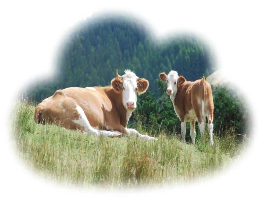 Теленок. Коровы и телята. Корова с теленком фото. Снится теленок с коровой. К чему снится стадо коров во сне