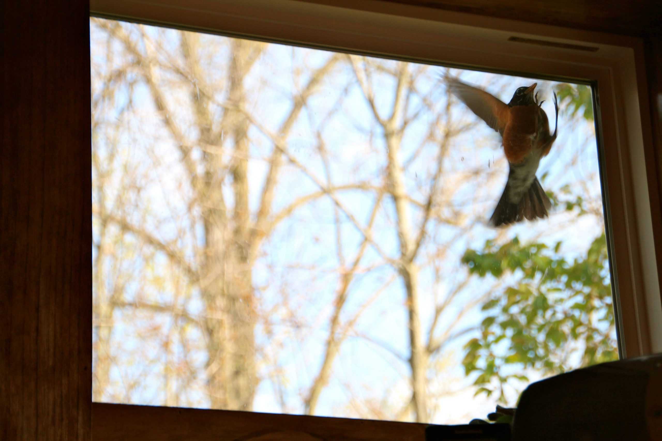 Птица ударилась в окно и улетела: хорошая или плохая примета?