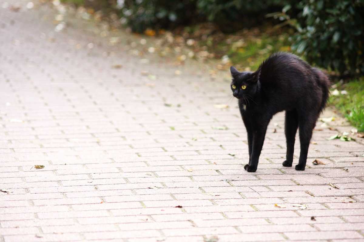Черная кошка перебежала дорогу: ждать беды или готовиться к счастью — суеверия