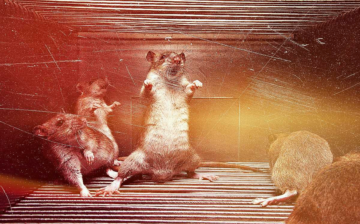 Сонник видеть мышей. Мышка на диване. К чему снятся мыши и крысы.
