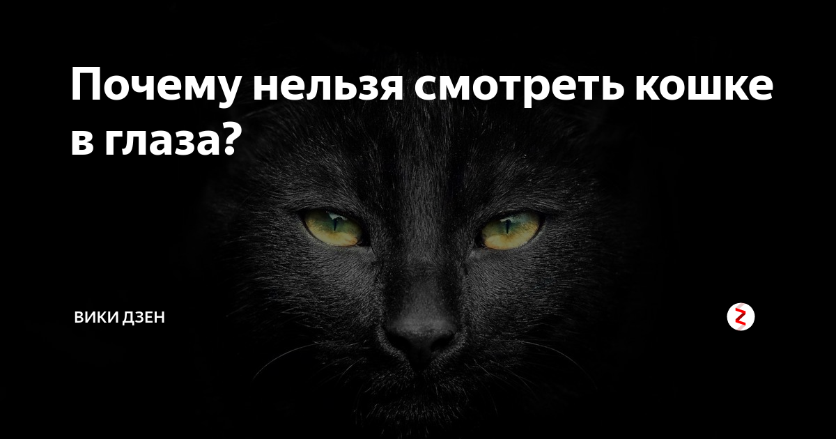 Мистика кошачьего взгляда: почему нельзя долго смотреть кошке в глаза?