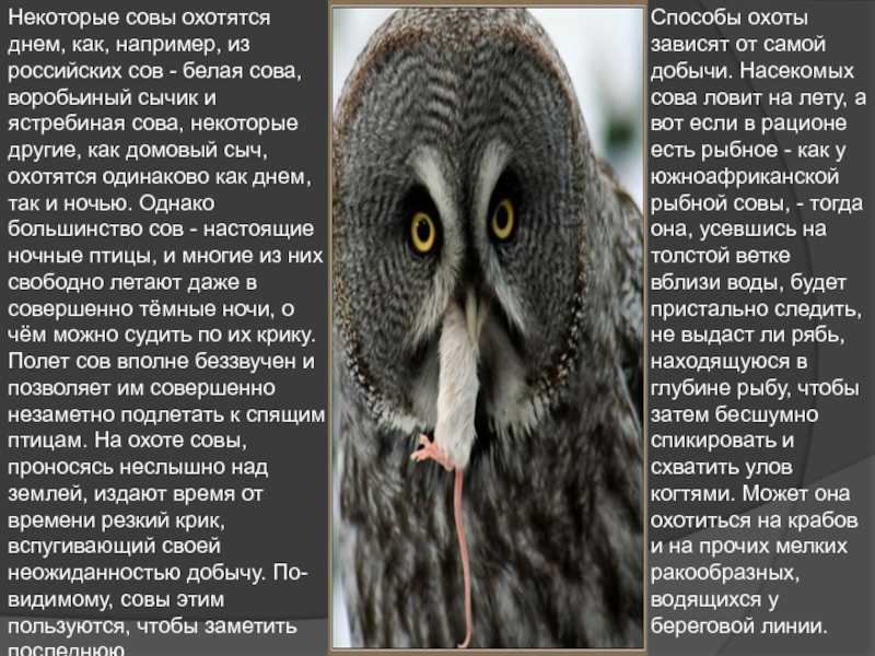 К чему снятся совы - сонник. к чему снится сова в доме :: syl.ru
