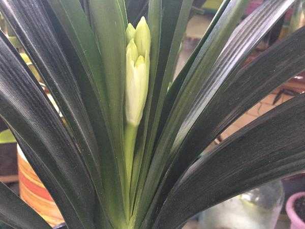 Кливия - приметы и суеверия: можно ли держать дома небезобидный цветок?