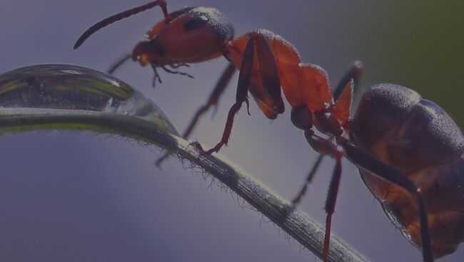 К чему снятся муравьи? основные толкования разных сонников — к чему снятся муравьи