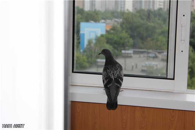 К чему голубь садится на окно – приметы